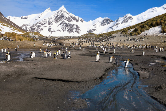 King Penguins (Aptenodytes patagonicus) crossing a stream, Right Whale Bay, South Georgia Island