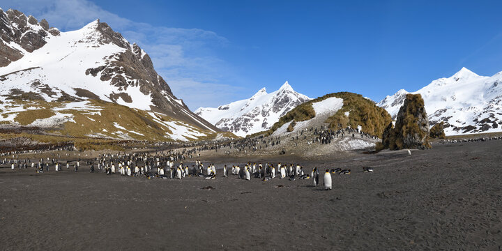 King Penguin (Aptenodytes patagonicus) colony in front of snow covered mountains, Right Whale Bay, South Georgia Island