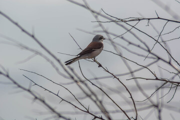 Red Backed Shrike