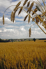zboże, pole © Izabela