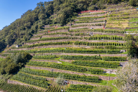 Terraced vineyards, Costiera dei Cech, Valtellina, Sondrio province, Lombardy