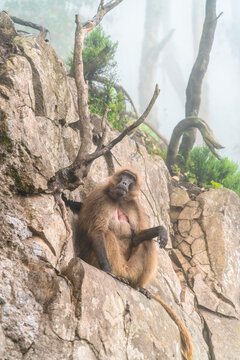 Gelada baboon monkey, Simien Mountains National Park, Ethiopia