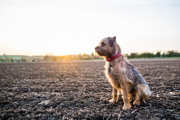 Border Terrier with red collar sitting in a field at sunset