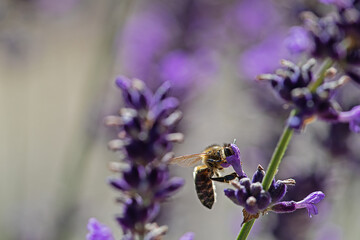 honey bee searching for nectar
