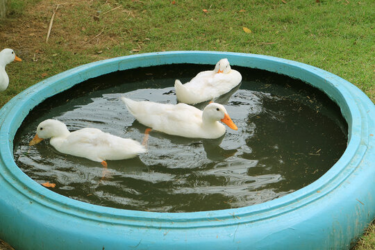 Group of White Pekin Ducks Relaxing in a Backyard Basin