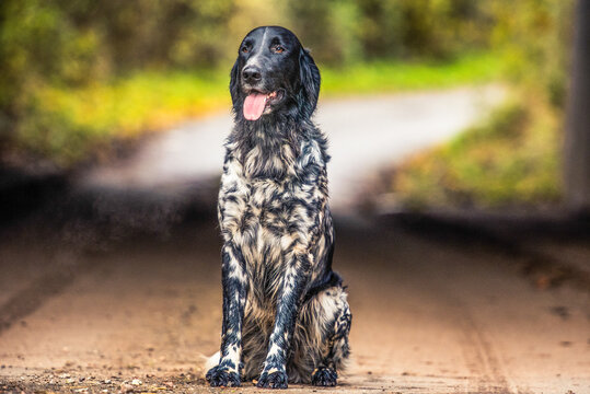 Portrait of an English Setter sitting in the afternoon sunlight