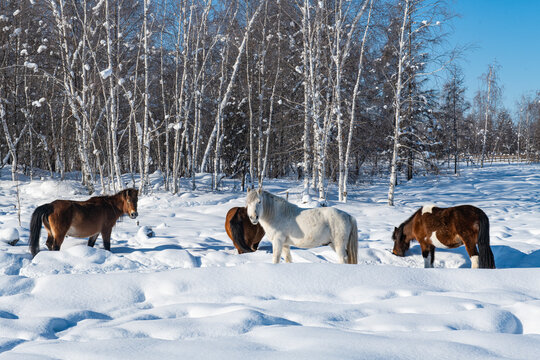Yakutian horses, Lena Pillars, Sakha Republic (Yakutia)