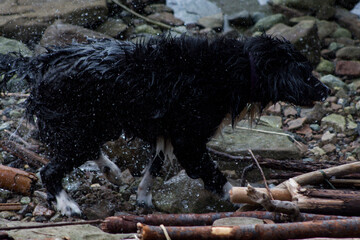 wet border collie 