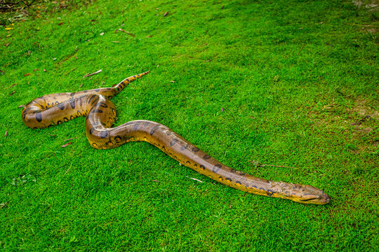 Giant Anaconda found at a local village, Peru