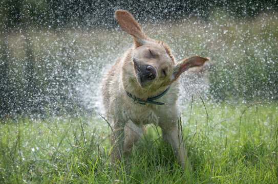 Golden Labrador shaking off water