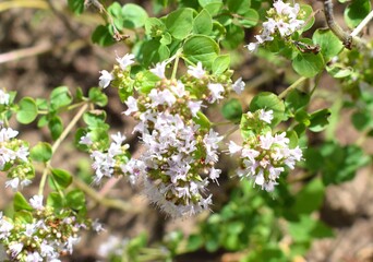 Flowering marjoram (origanum majorana). Fresh marjoram growth in the garden.