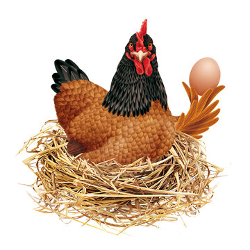 poule, pondeuse, poule couveuse, ferme, coq, animal, volaille, isol&eacute;, blanc, brun, oiseau, agriculture, rouge, p&acirc;ques, empennage, b&eacute;tail, bec, rural, oeuf, poussin, nature, coquelet, un, domestique