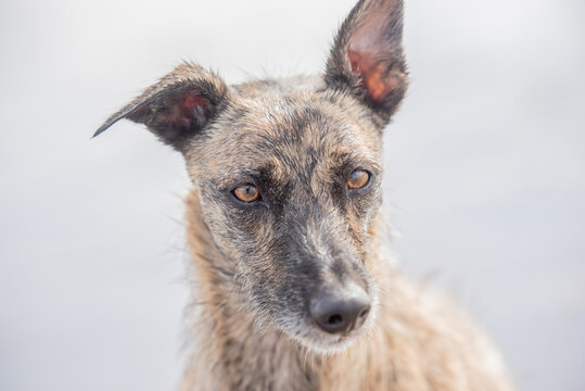 Portrait of lurcher