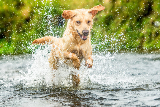Golden Labrador running through a shallow river