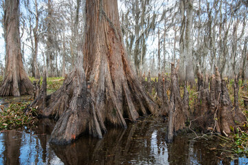Base of a Cypress tree in Manchac Swamp near New Orleans