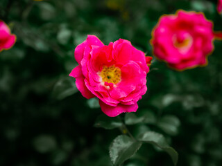 Roses in the botanical garden in Radzionków. Free space for entry ready.