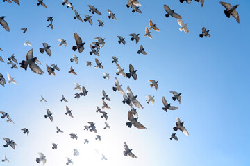Flock of rock doves (rock pigeons) (common pigeons) (Columba livia) in Mykonos, Cyclades, Greek Islands, Greece