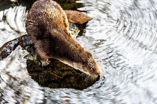European Otter (Lutra lutra) on a pond, Tyrol, Austria