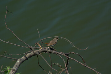 Sparrow on the tree.