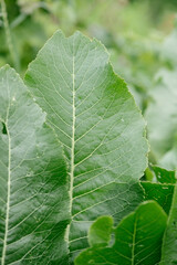 Horseradish leaves close-up