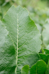 Horseradish leaves close-up