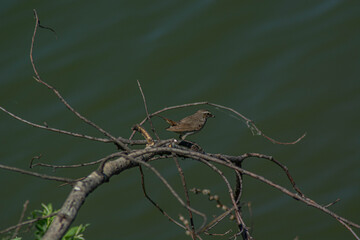 Sparrow on the tree.
