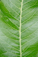 Obraz premium Horseradish leaves close-up