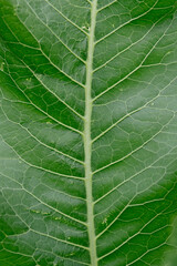 Horseradish leaves close-up