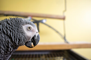 An African Grey Parrot With Her Beak Slightly Open