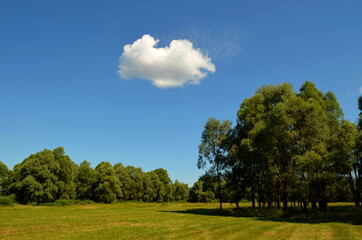 trees and sky