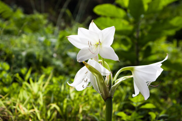 Close up of white amaryllis flower background. White hippeastrum flower