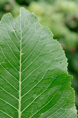 Horseradish leaves close-up