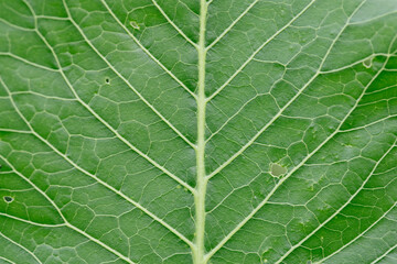Horseradish leaves close-up
