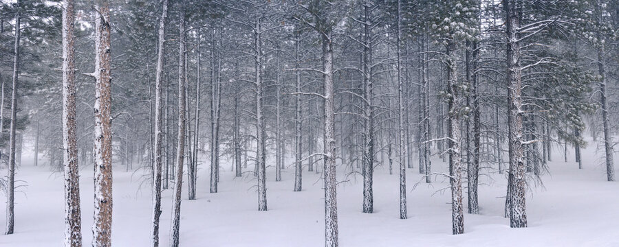 Pine trees in snow, Utah