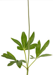 White flower of anemone, isolated on white background