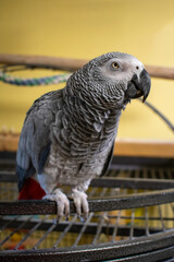 A Vertical Shot of an African Grey Parrot