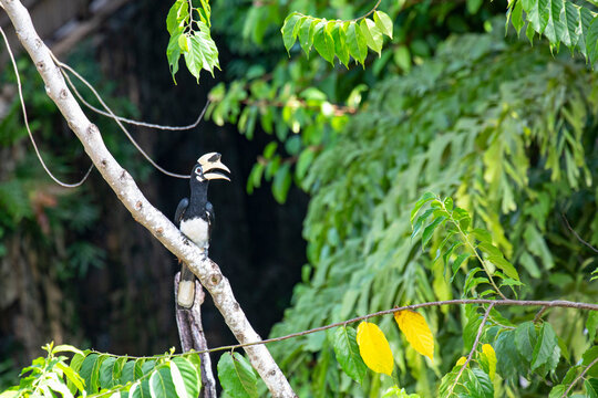 An Oriental Pied Hornbill in the Langkawi rainforest, Malaysia