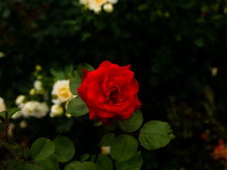 Roses in the botanical garden in Radzionków. Free space for entry ready.