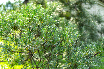 sea buckthorn tree close up in spring