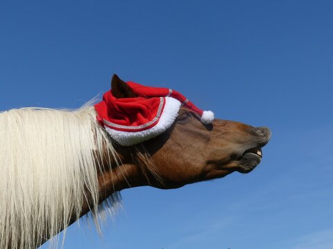 Ponette d&eacute;guis&eacute;e pour No&euml;l