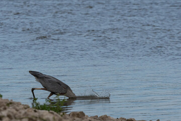 Water splashing as Great Blue Heron dives in after a fish
