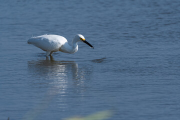 Snowy Egret catching small fish in lake with beak