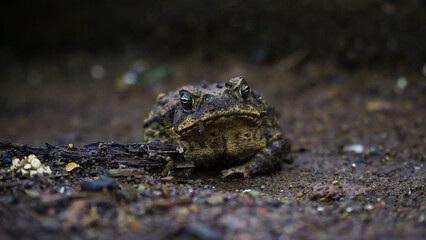 Dark green toad next to wooden log on sand