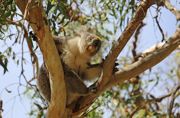 Funny Koala - Kennett River,  Victoria, Australia