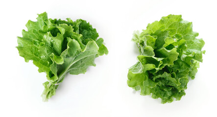 Salad Leaves Isolated on White Background