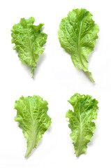 Salad Leaves Isolated on White Background