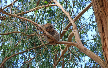 Koala hidden in eucalyptus tree - Kennett River,  Victoria, Australia