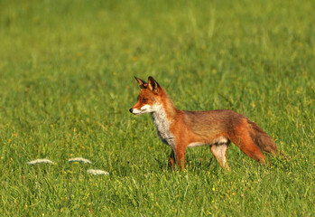 Fuchs auf Wiese