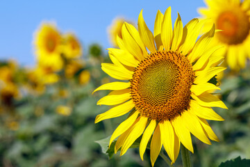 Sunflower natural background. Sunflower blooming. Close-up of sunflower