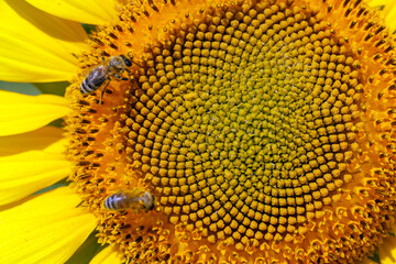 Sunflower natural background. Sunflower blooming. Close-up of sunflower